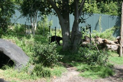 Rescued Sun Bears