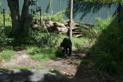 Rescued Sun Bears