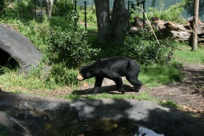 Rescued Sun Bears