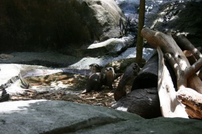 Sea otters