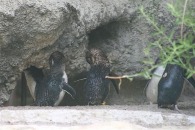 Perth Zoo (12).jpg