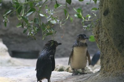Perth Zoo (13).jpg