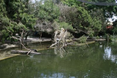 Blue tailed Ducks