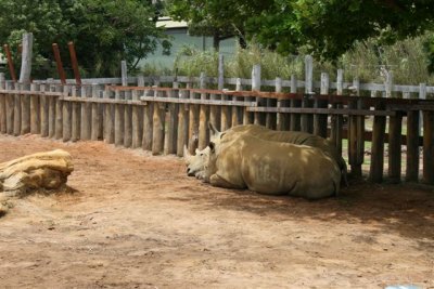 Rhinos