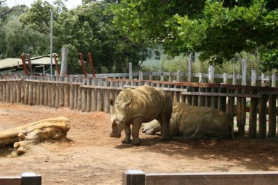 Rhinos