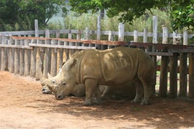 Rhinos