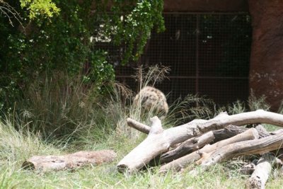 Hyenas