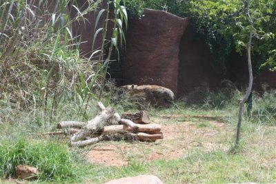 Hyena