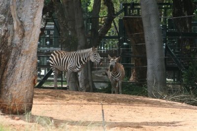 Perth Zoo (37).jpg