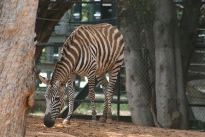 Perth Zoo (39).jpg