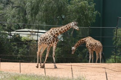 Perth Zoo (40).jpg