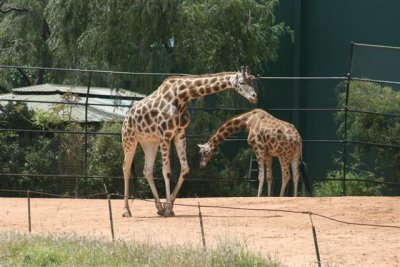 Perth Zoo (41).jpg