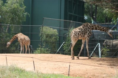 Perth Zoo (42).jpg