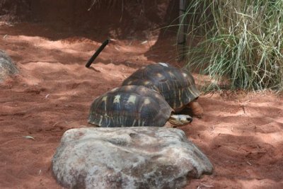 Turtles