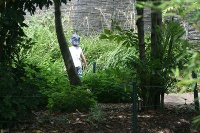 Jungle walkway