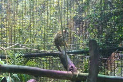 Monkey House