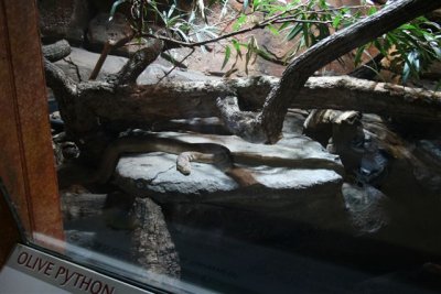 Perth Zoo (5).jpg