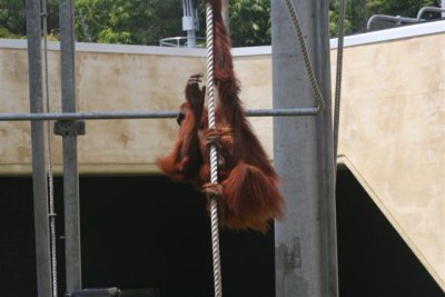 Urangatang's