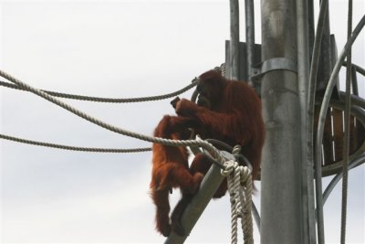 Urangatang's
