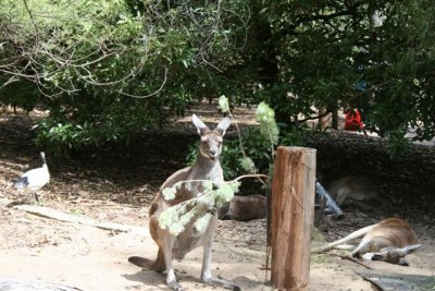 Perth Zoo (92).jpg