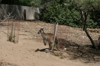 Perth Zoo (93).jpg
