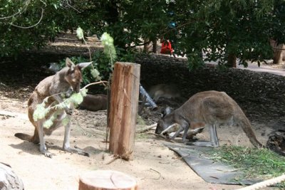 Perth Zoo (94).jpg