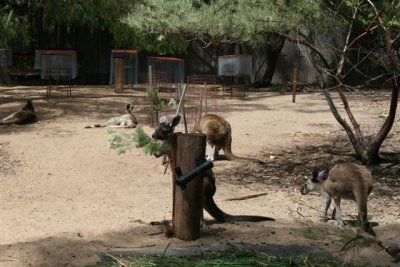 Perth Zoo (95).jpg