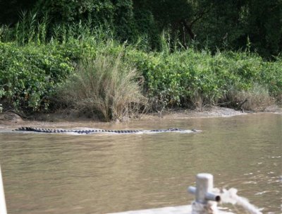 25.09.09 5th stop Croc river trip (133).JPG