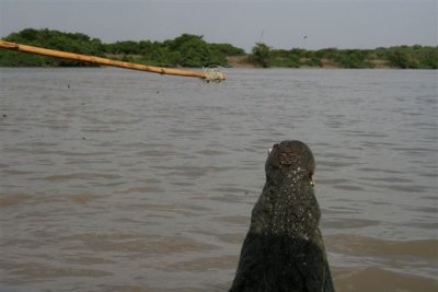 25.09.09 5th stop Croc river trip (139).JPG