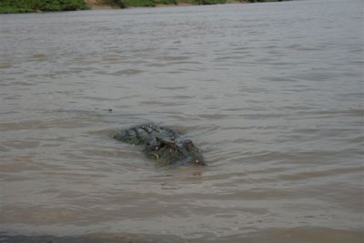 25.09.09 5th stop Croc river trip (140).JPG