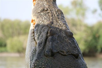 25.09.09 5th stop Croc river trip (149).JPG