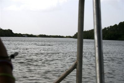 25.09.09 5th stop Croc river trip(71).JPG