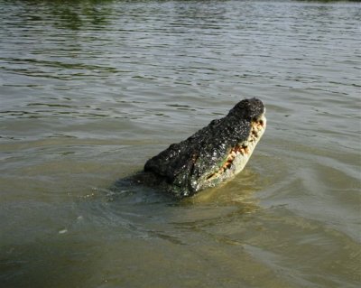 25.09.09 5th stop Croc river trip (103).JPG