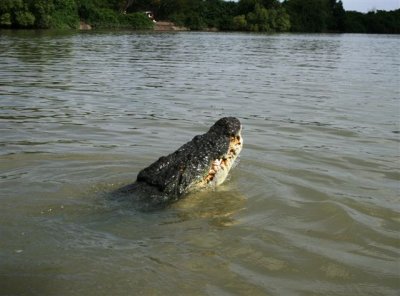 25.09.09 5th stop Croc river trip (105).JPG
