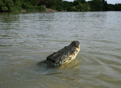 25.09.09 5th stop Croc river trip (106).JPG