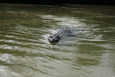 25.09.09 5th stop Croc river trip (111).JPG