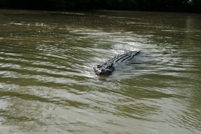 25.09.09 5th stop Croc river trip (112).JPG