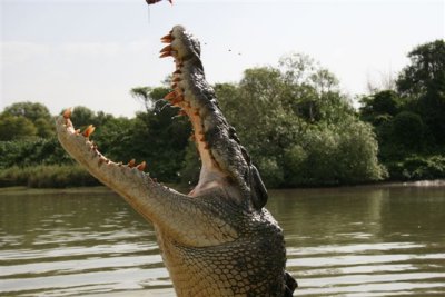 25.09.09 5th stop Croc river trip (120).JPG
