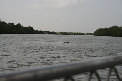 25.09.09 5th stop Croc river trip (72).JPG
