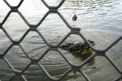 25.09.09 5th stop Croc river trip (87).JPG