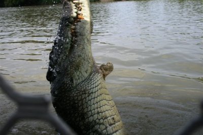 25.09.09 5th stop Croc river trip (92).JPG