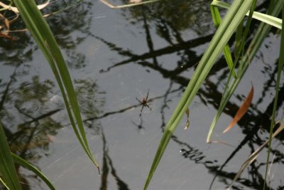 Golden Orb spiders at Wangi Falls