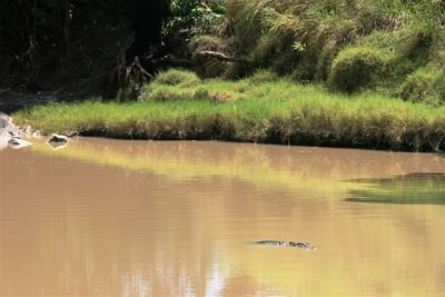 Crocs at Cahill Crossing (10).JPG