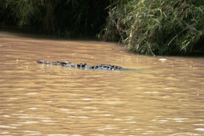 Crocs at Cahill Crossing (23).JPG