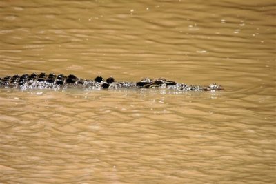 Crocs at Cahill Crossing (24).JPG