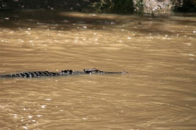 Crocs at Cahill Crossing (39).JPG