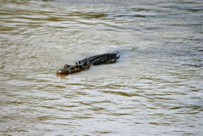 Crocs at Cahill Crossing (40).JPG
