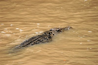 Crocs at Cahill Crossing (41).JPG