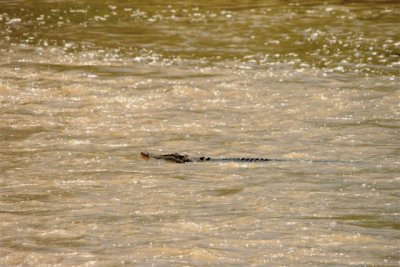Crocs at Cahill Crossing (46).JPG