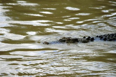 Crocs at Cahill Crossing (51).JPG